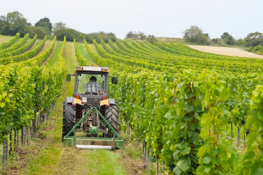 AGRICOLTURA. OLIO TUNISINO, BIGNAMI (FI) SOLLECITA INTERVENTI A FAVORE DELLE PRODUZIONI EMILIANO-ROMAGNOLE